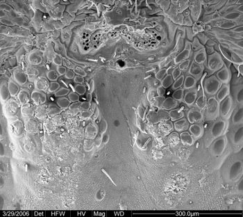 Media type: image;   Invertebrate Zoology 133769